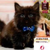 ミヌエット(長足)