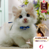 ノルウェージャンフォレストキャット