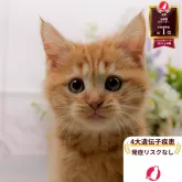 マンチカン(長足)