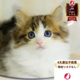 ノルウェージャンフォレストキャット