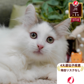 ノルウェージャンフォレストキャット