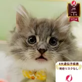 ノルウェージャンフォレストキャット