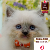 ラグマフィン(ラグドール×ラガマフィン)