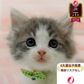 ノルウェージャンフォレストキャット