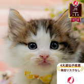 ノルウェージャンフォレストキャット