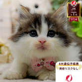 ノルウェージャンフォレストキャット