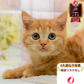 マンチカン(長足)