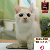 ミヌエット(短足)