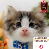 ノルウェージャンフォレストキャット