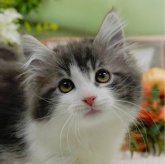 ノルウェージャンフォレストキャット
