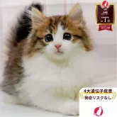 ノルウェージャンフォレストキャット