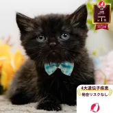 ミヌエット(長足)