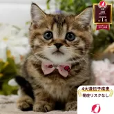 マンチカン(長足)