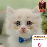 マンチカン(長足)