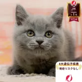 マンチカン(長足)