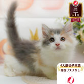 サイベリアン