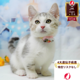 マンチカン(短足)