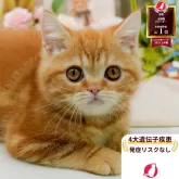 ミヌエット(長足)