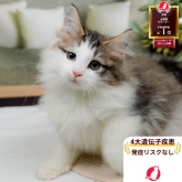 ノルウェージャンフォレストキャット