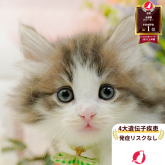 ノルウェージャンフォレストキャット