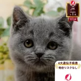 ブリティッシュショートヘア