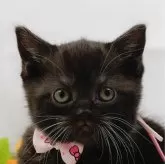 マンチカン(長足)【神奈川県・女の子・2024年12月11日・ブラックスモーク&ホワイト】の写真1「お気に入り登録してくれた方限定！未掲載のお写真をプレゼント🎁」