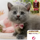 マンチカン(短足)
