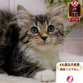 ノルウェージャンフォレストキャット