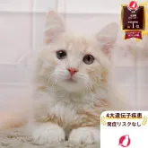 サイベリアン×ノルウェージャンフォレストキャット