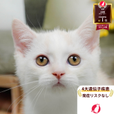 マンチカン(長足)