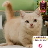 マンチカン(短足)