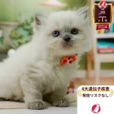 ラガマフィン
