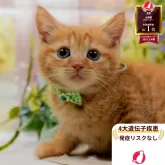 マンチカン(長足)