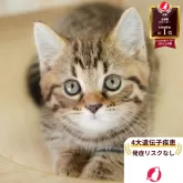 マンチカン(短足)