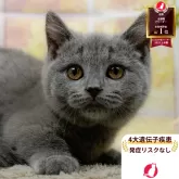 マンチカン(短足)