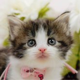 ノルウェージャンフォレストキャット