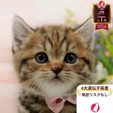 マンチカン(長足)