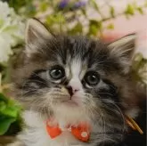 ノルウェージャンフォレストキャット【神奈川県・女の子・2024年12月8日・ブラウンタビー&ホワイト】の写真1「お気に入り登録してくれた方限定！未掲載のお写真をプレゼント🎁」