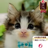 ノルウェージャンフォレストキャット【神奈川県・男の子・2025年9月5日・ブラウンタビー&ホワイト】の写真1「かわいい子猫の画像や当猫舎の情報を掲載しています💖是非、見てください🎶」