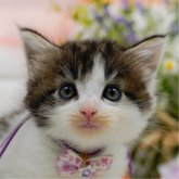 ノルウェージャンフォレストキャット