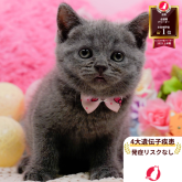 ブリティッシュショートヘア