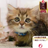 ラガマフィン【神奈川県・男の子・2026年7月10日・クリーム系/ブラウン系】の写真1「当日見学希望OK😸気になる子をまとめて見比べ✨」
