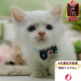 マンチカン(短足)