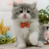 サイベリアン【神奈川県・男の子・2025年3月25日・ブルー&ホワイト】の写真1「かわいい子猫の画像や当猫舎の情報を掲載しています💖是非、見てください🎶」