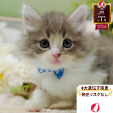 ノルウェージャンフォレストキャット