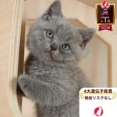 ブリティッシュショートヘア