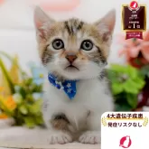 マンチカン(短足)