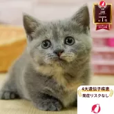 マンチカン(短足)