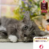 マンチカン(長足)