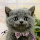 ブリティッシュショートヘア